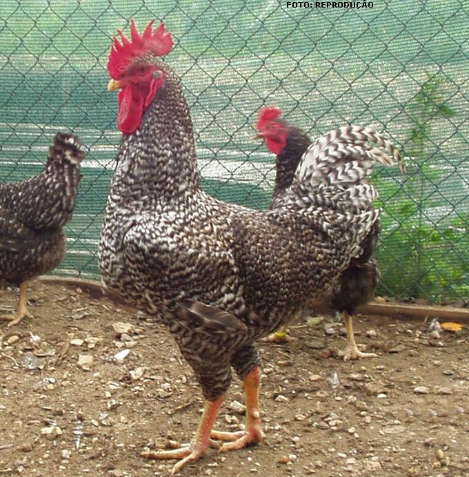 Temos só apenas galos 3 galos pedres a venda