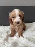 Maltipoo f1b piesek red-brown multigen