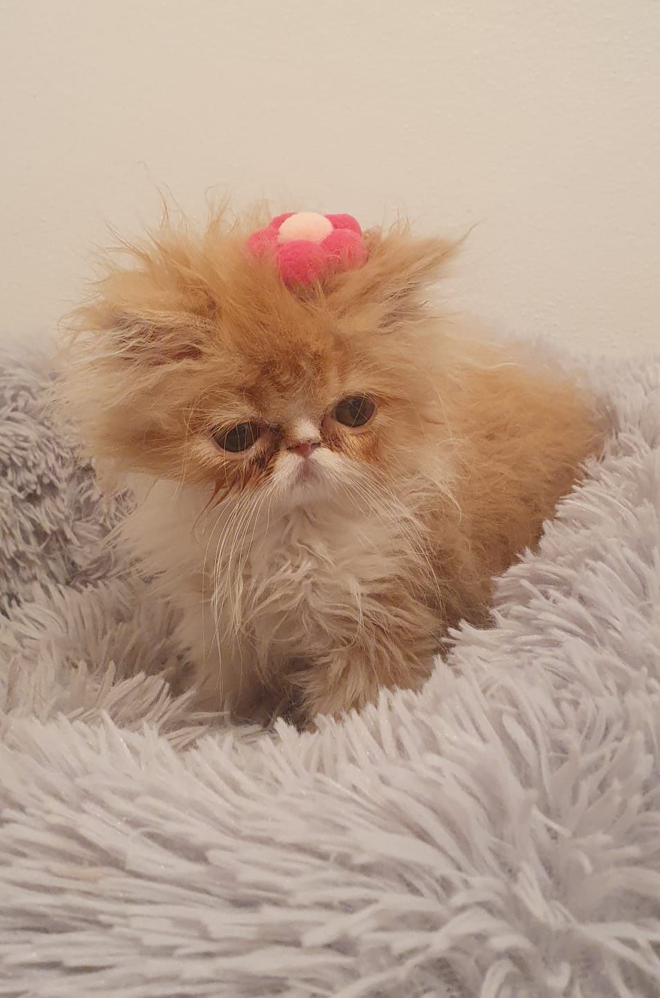 Gatinha persa bebe