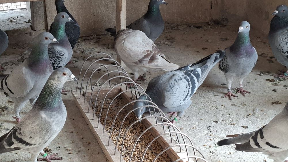 Gołembie pocztowe sprzedam całą hodowlę