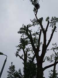 Wycinka drzew metodą alpinistyczne wraz z mieleniem gałęzi