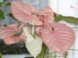 Сингоніум красивий