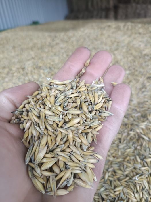 Sprzedam owies tegoroczny