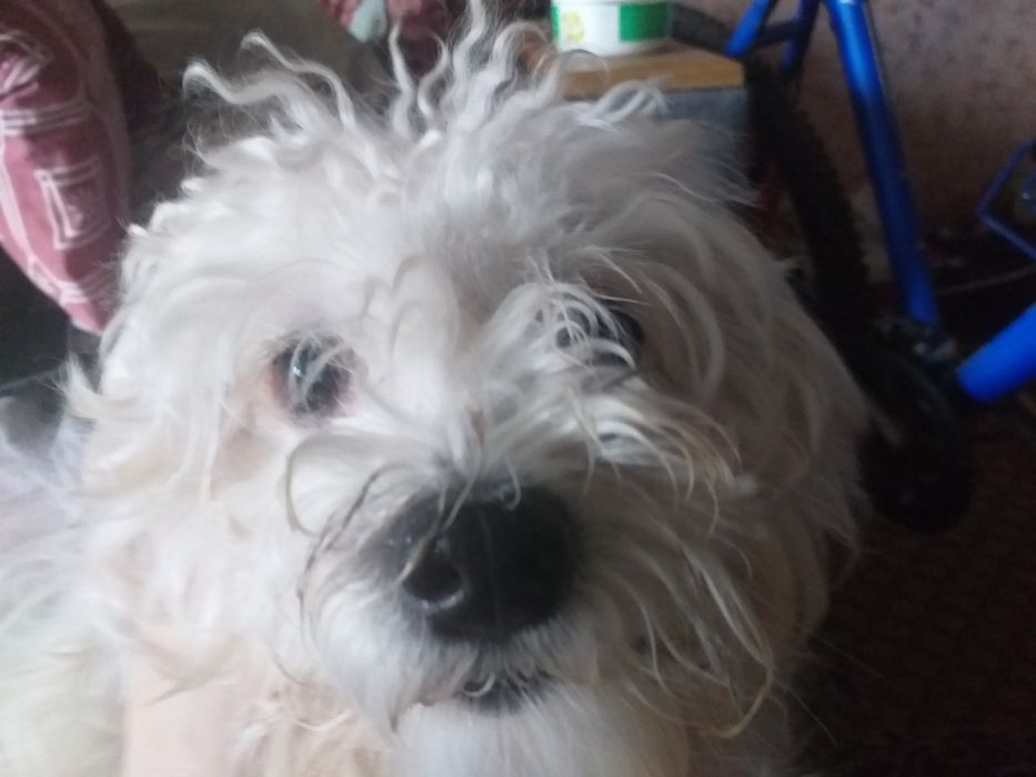 Потеряна собака!