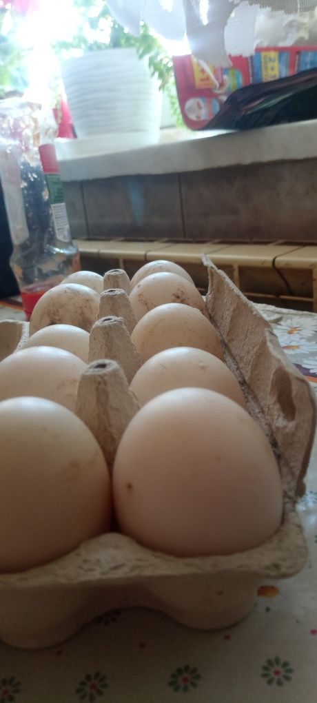 Jajka lęgowe kaczki francuskiej