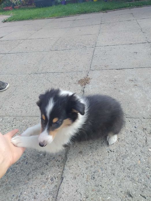Szczeniak szkocki collie