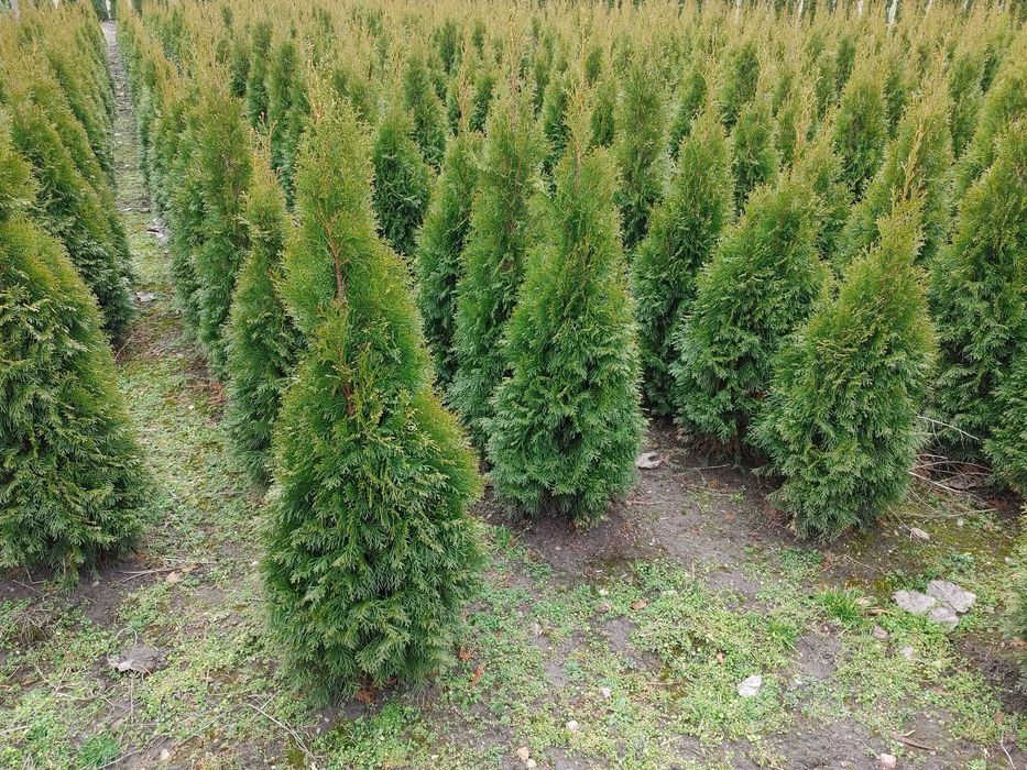 Tuja Tuje Szmaragd Smaragd Thuja Thuje Żywotnik 50 - 250 cm DOSTAWA