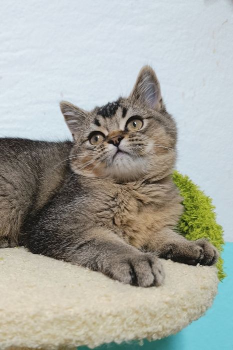 Menino scottish straight 3 meses