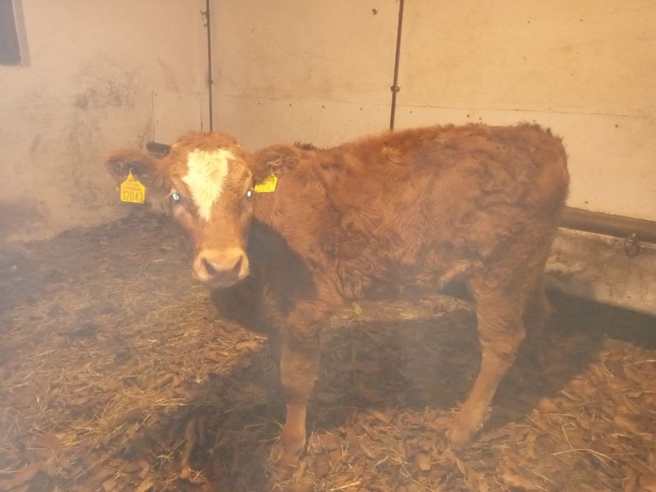 Sprzedam cieliczke, jałówkę LM