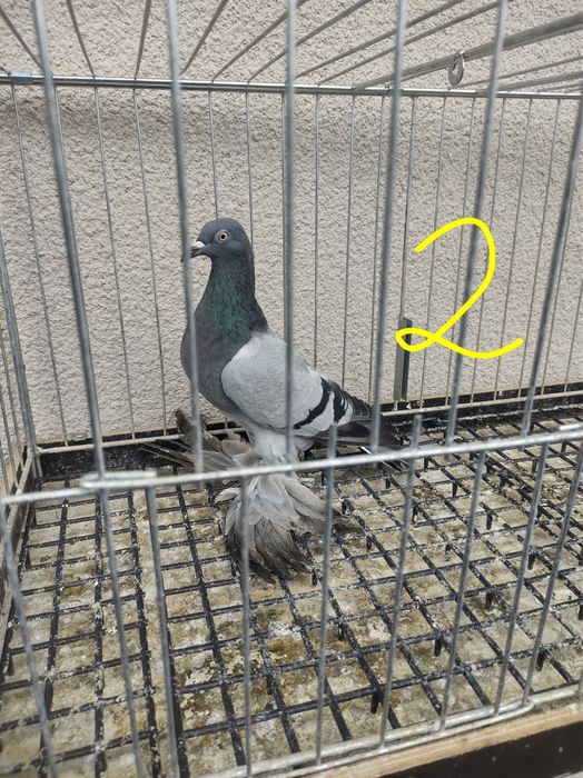 Bocian Warszawski samica Bociany Warszawskie siwa siwy grochowata