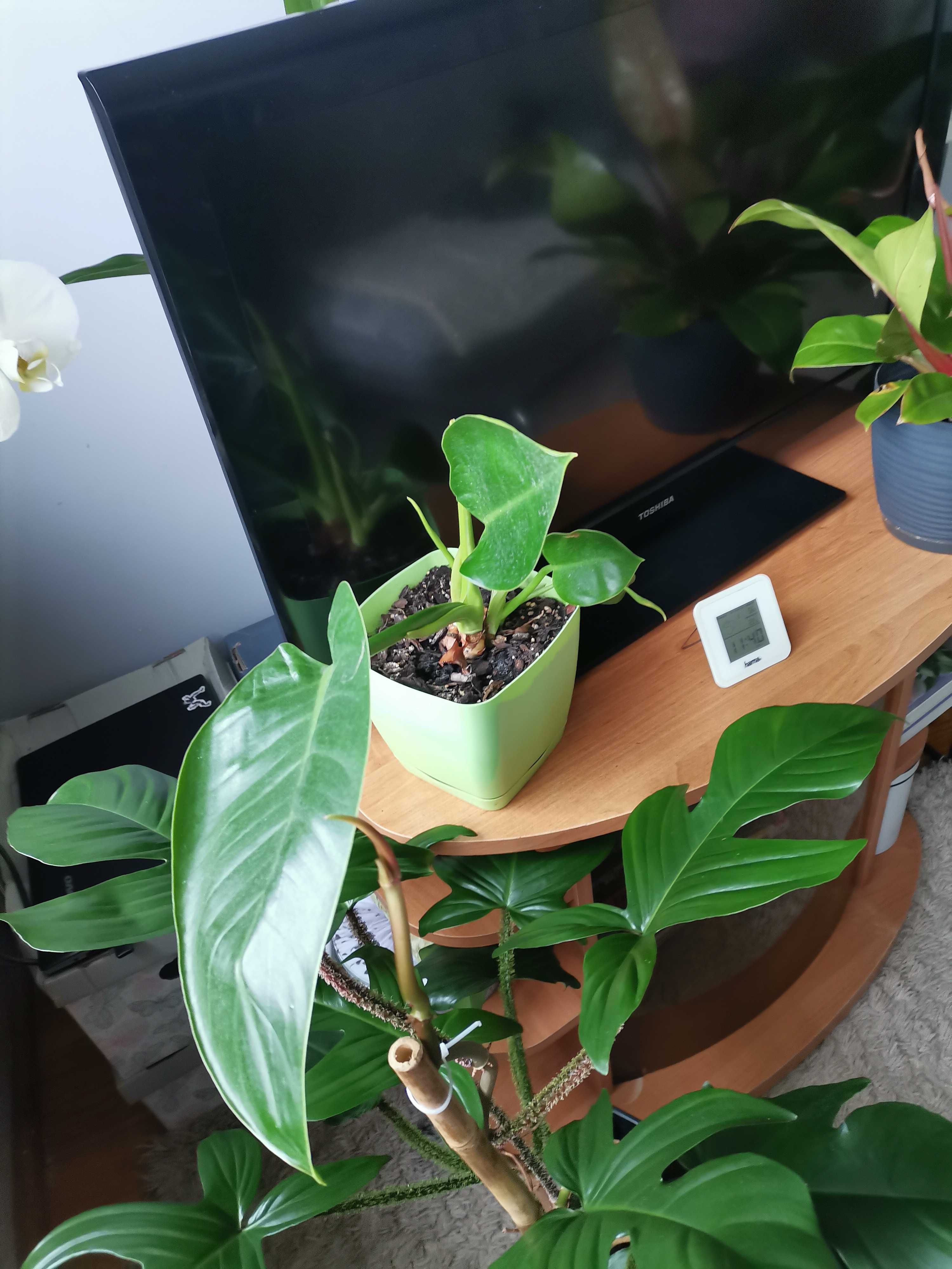 Philodendron, epipremnum, beniaminek, difenbahia