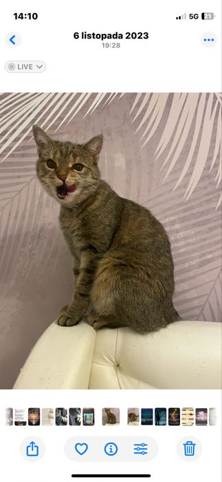 zaginela kotka okolice ul. Strzeszewskiego