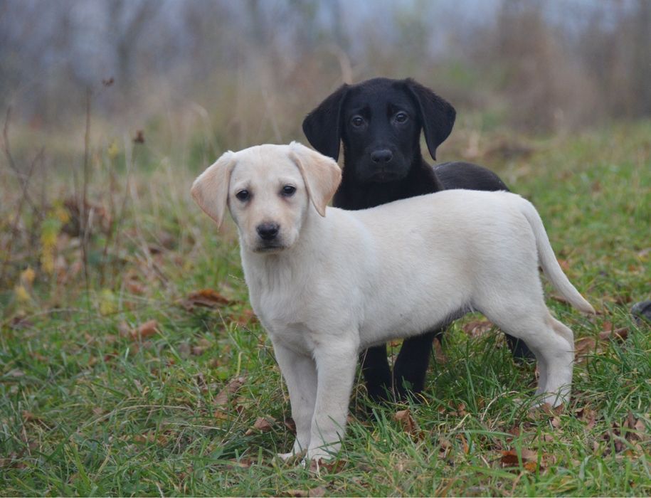 Szczeniak labrador