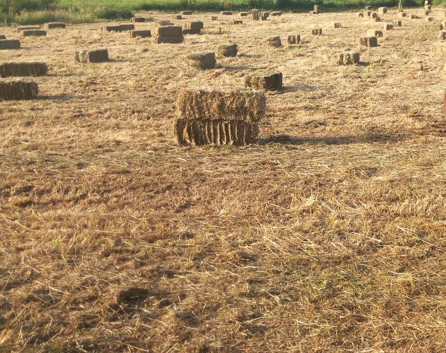 Fardos de palha feno