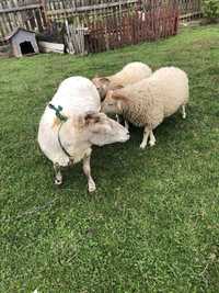 Owieczka  z młodymi