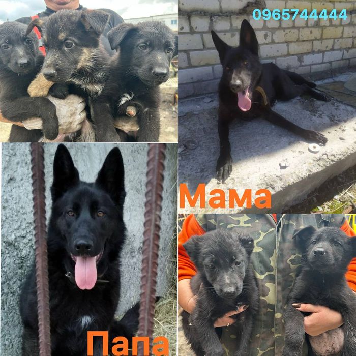 Щенки чёрной немецкой овчарки