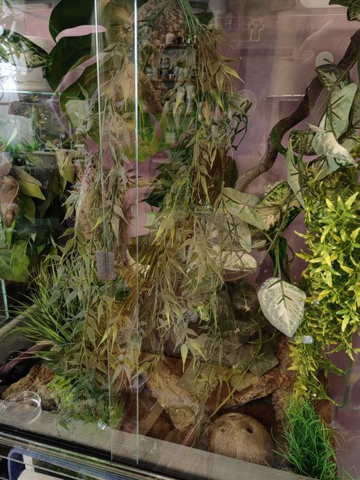 Terarium 50 40 30 litrów idealne dla żółwia gekona salamandry pająka w