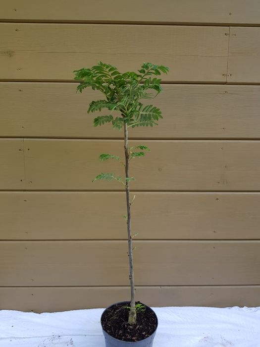 Sorbus aucuparia 'Fastigiata' jarząb pospolity 'Fastigiata'