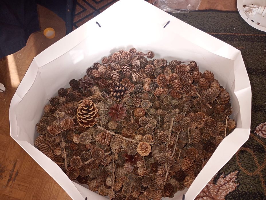 Szyszki z modrzewia do ozdoby