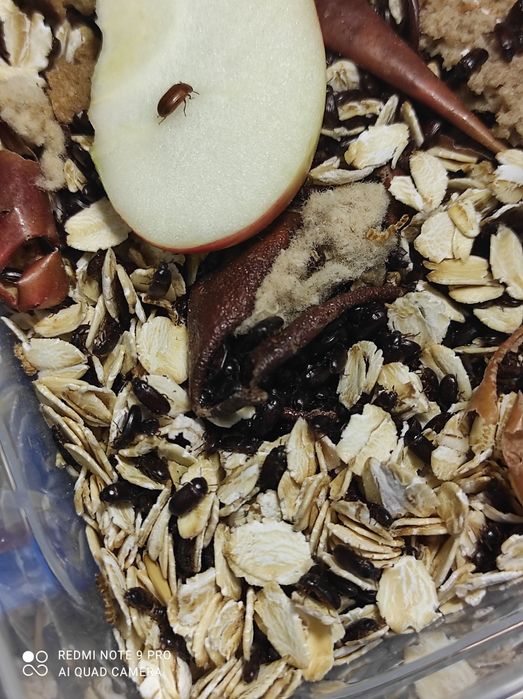 Жук знахарь , жук чернотелка