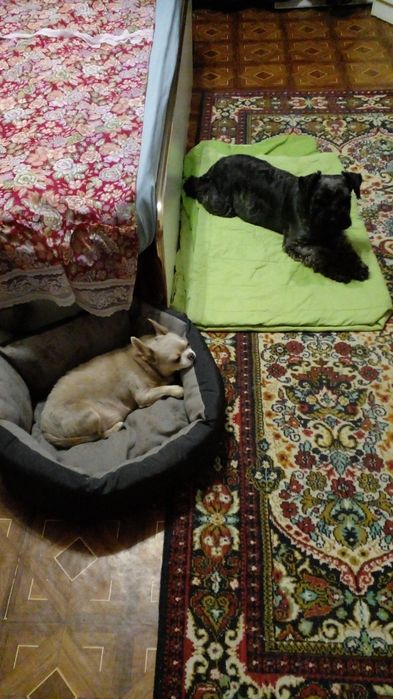 Передержка животных, детский сад для животных на Павловом Поле маленьк