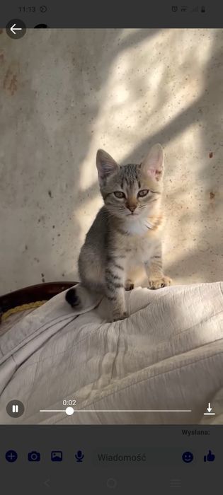 Oddam kotki za darmo