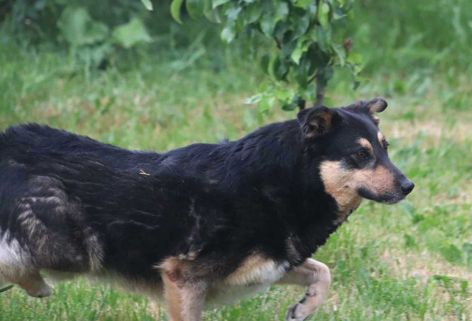 Miśko czeka na dom. Czeka na Ciebie