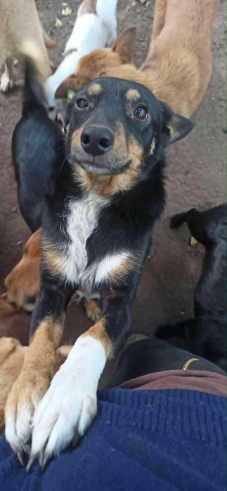 Kochana przyjacielska 3 letnia Słomka szuka domu