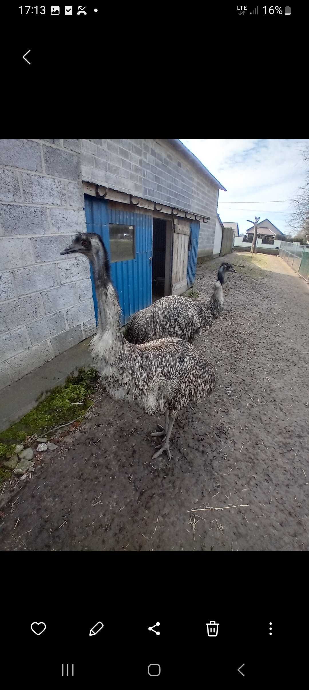 Sprzedam strusia nandu emu