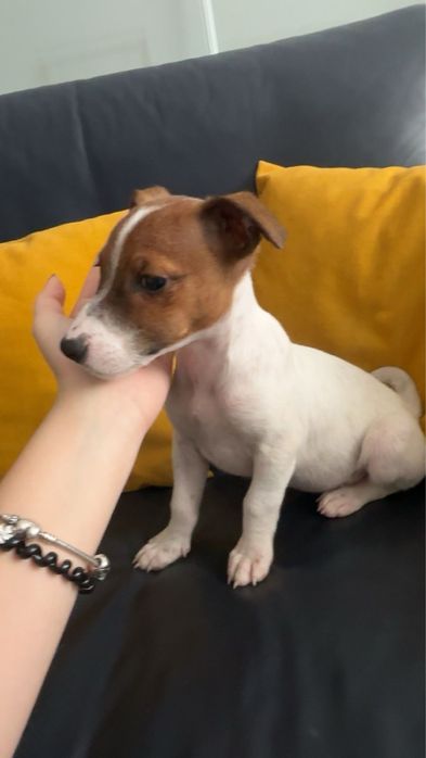 Продаються цуценята Джек-Рассел тер’єр!