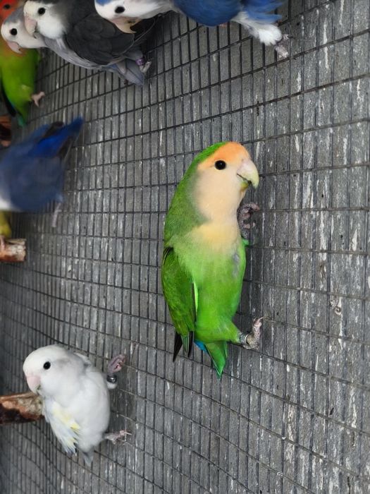 Agapornis roseicollis