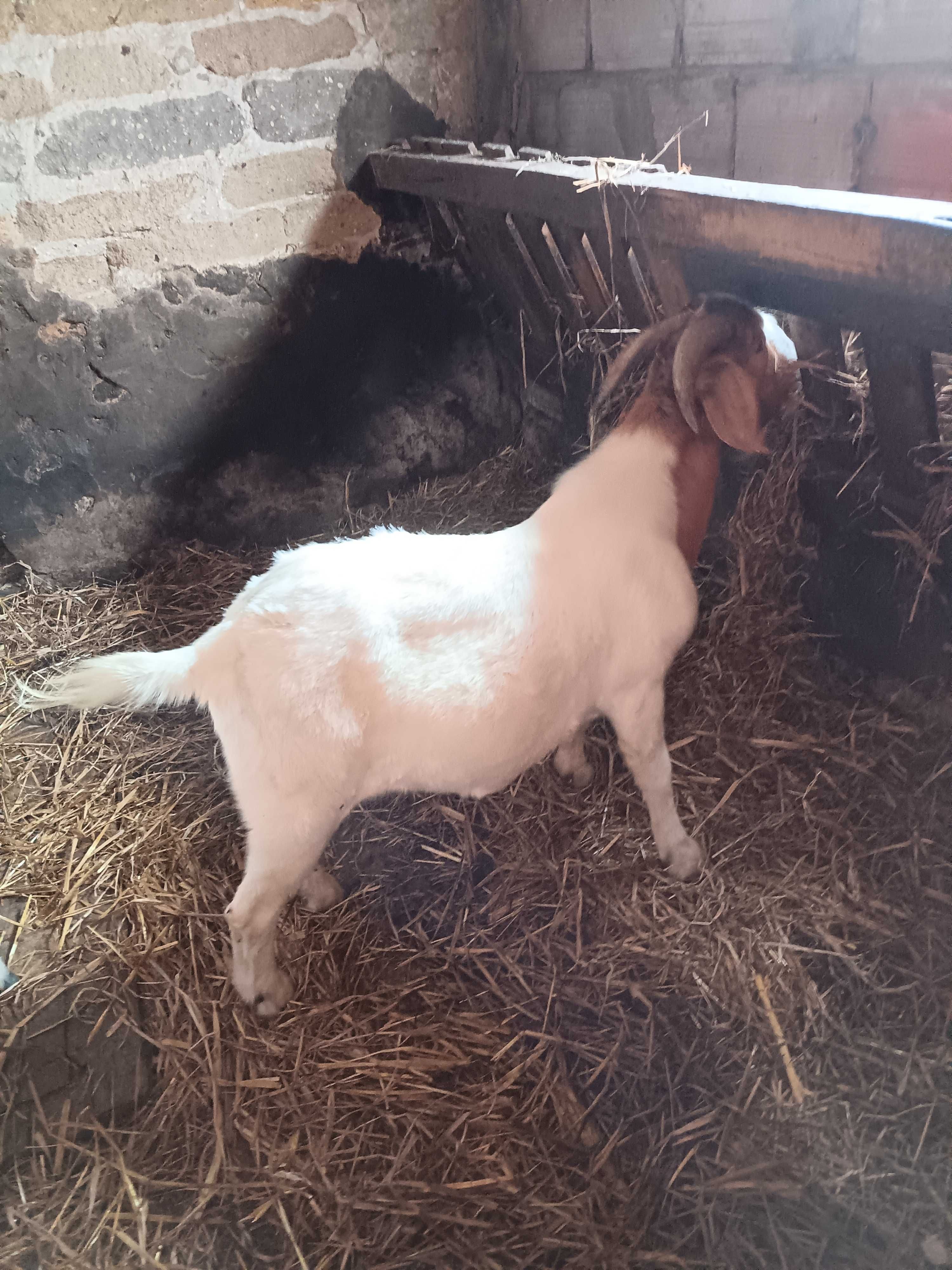 .macho boer puro