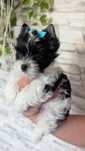 Yorkshire terrier piesek z rodowodem