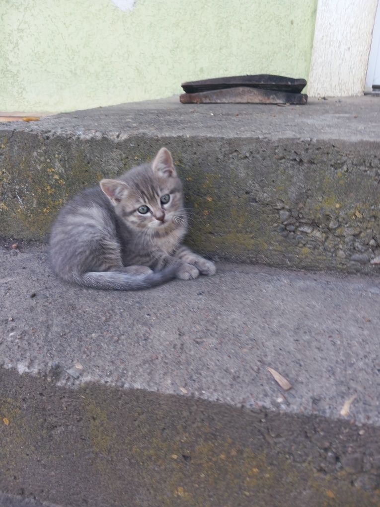 Котята девочки прямоухие