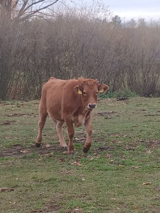 Sprzedam jałówki i dwa beczki