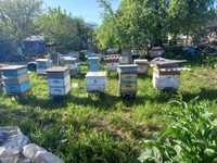 Продам бджоли, бджолопакети на 4 рамки і 1 струс
