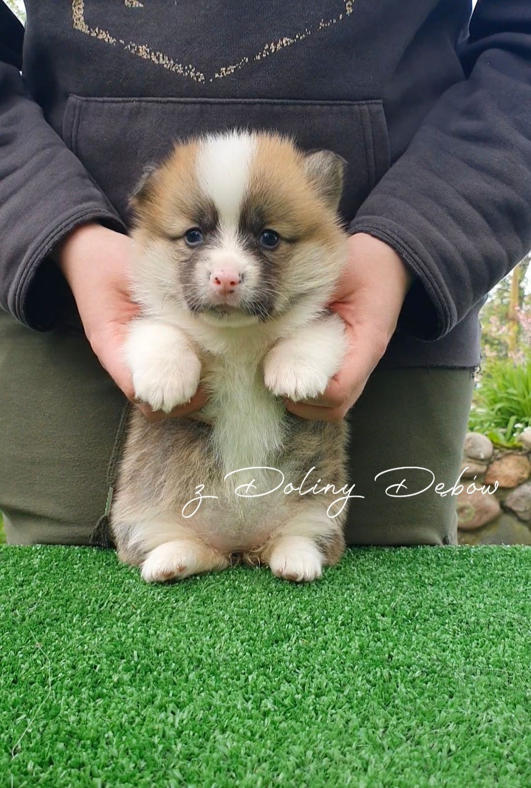 Welsh Corgi Pembroke (FCI)