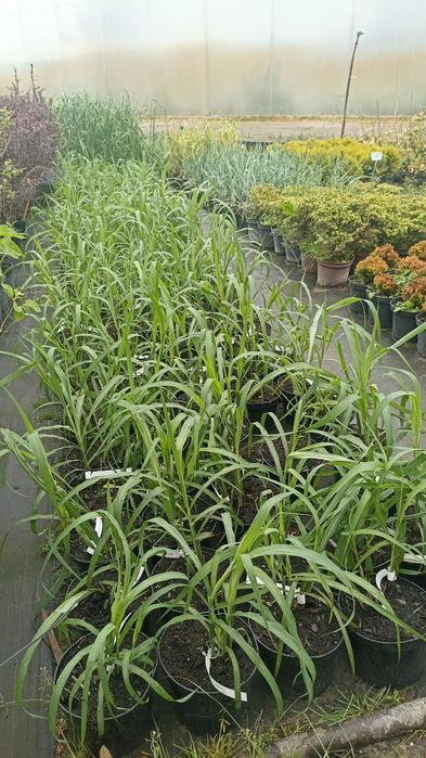 Trawy ozdobne różne odmiany