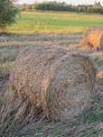 Słoma z pszenżyta bale 120 cm Łopuszno