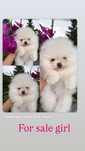 Piękna suczka FCI zkwp krem Pomeranian szpic miniaturowy