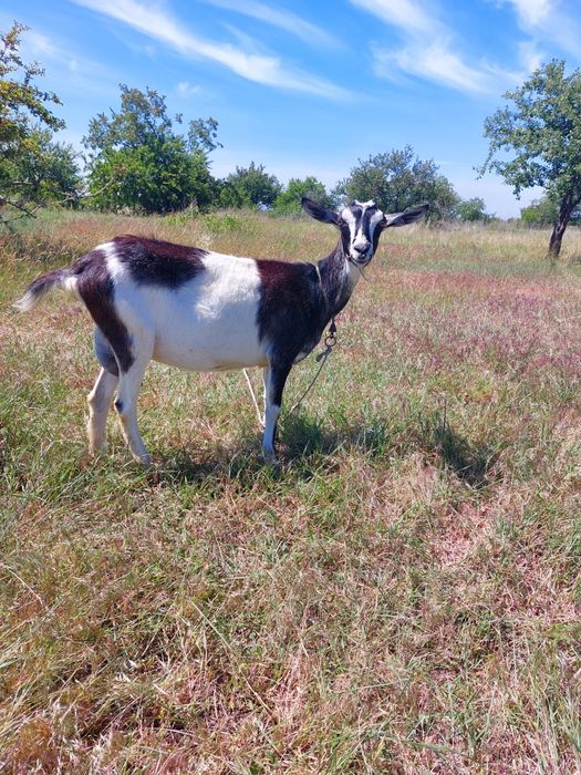 Продам дойную козочку и козлят ,обращаться по номеру +38 0664869041