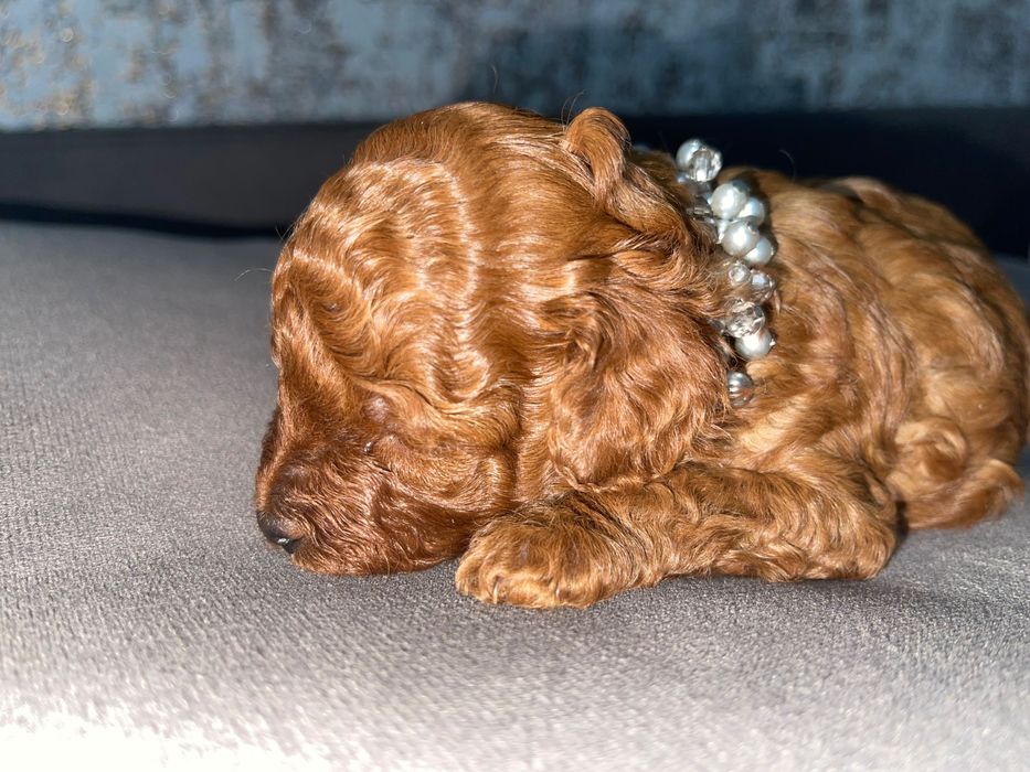 Той пудель Ред Браун міні порода. 2-3 кг.