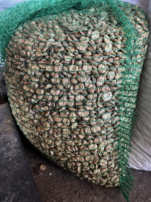 Bób Dragon, nasiona bobu Dragon (typ Bizon)