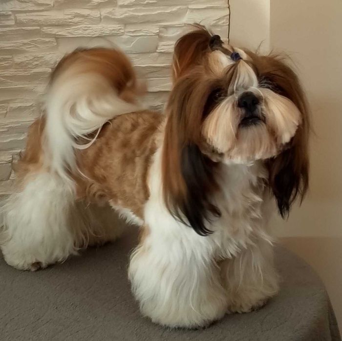 Shih Tzu Lambo pies piękny kolor rodowód