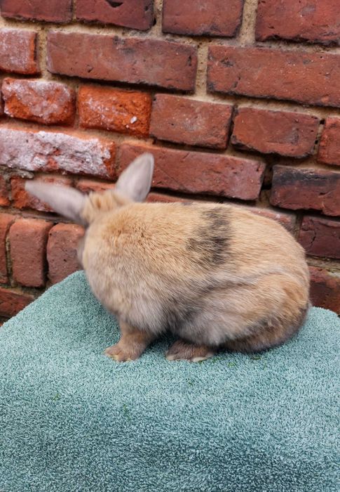 Krolik samczyk samiec kolorowy gladki baranek