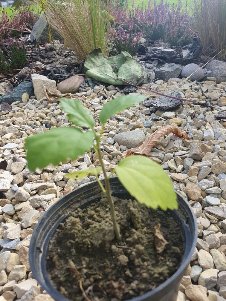 Hibiskus sadzonka 1 szt
