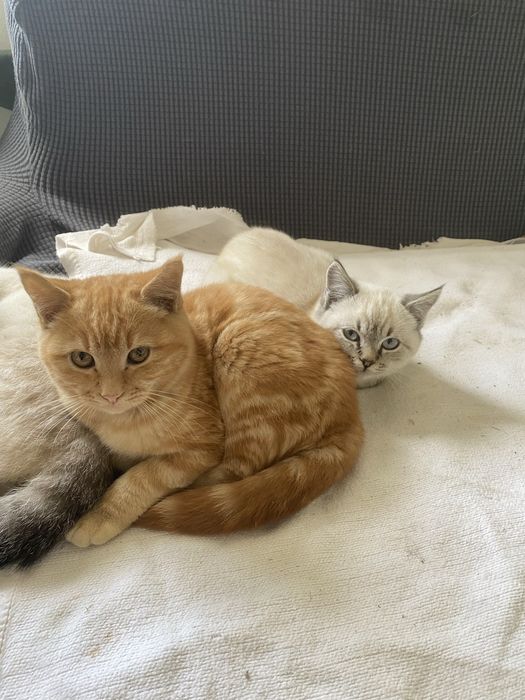 Duas gatas para adoção