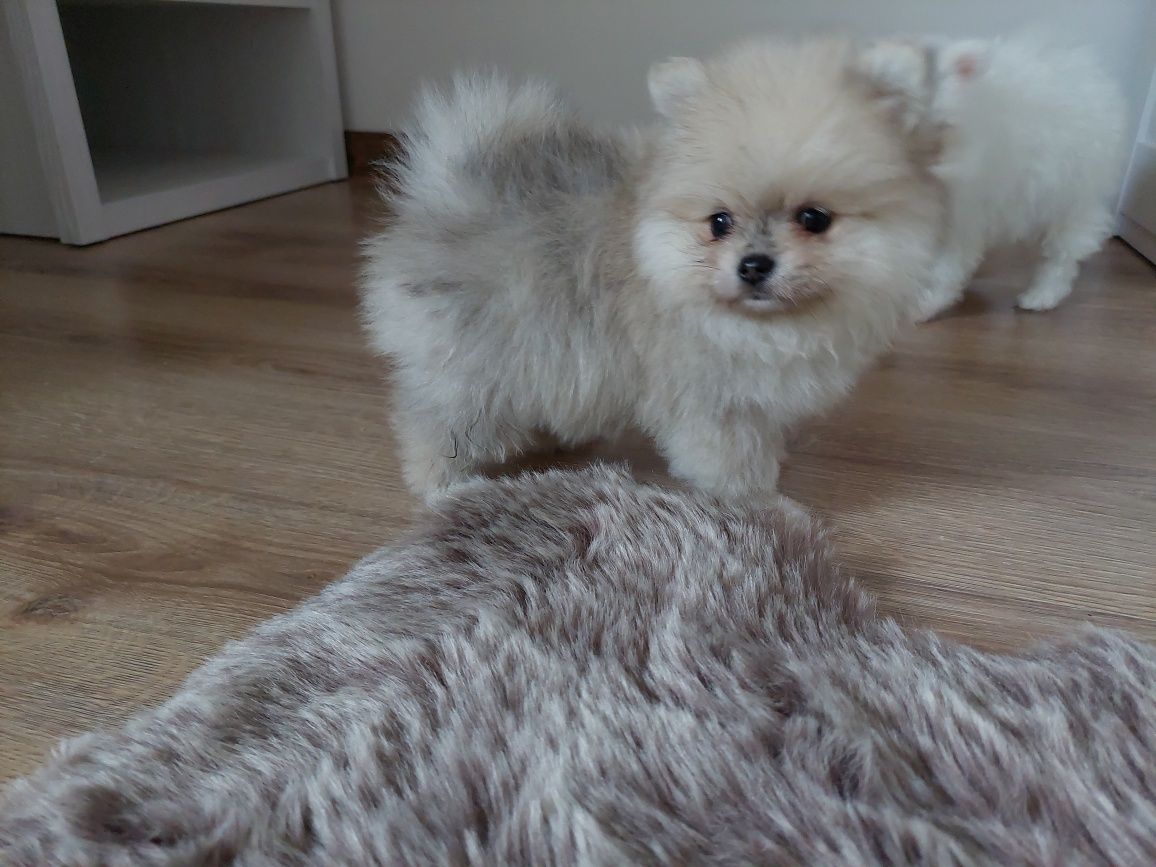 Szpic miniaturowy pomeranian suczka