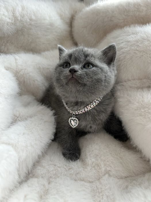 Британська плюшева кішечка. Чистокровна британська кішечка