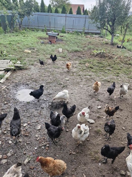 Кури амераукана продам